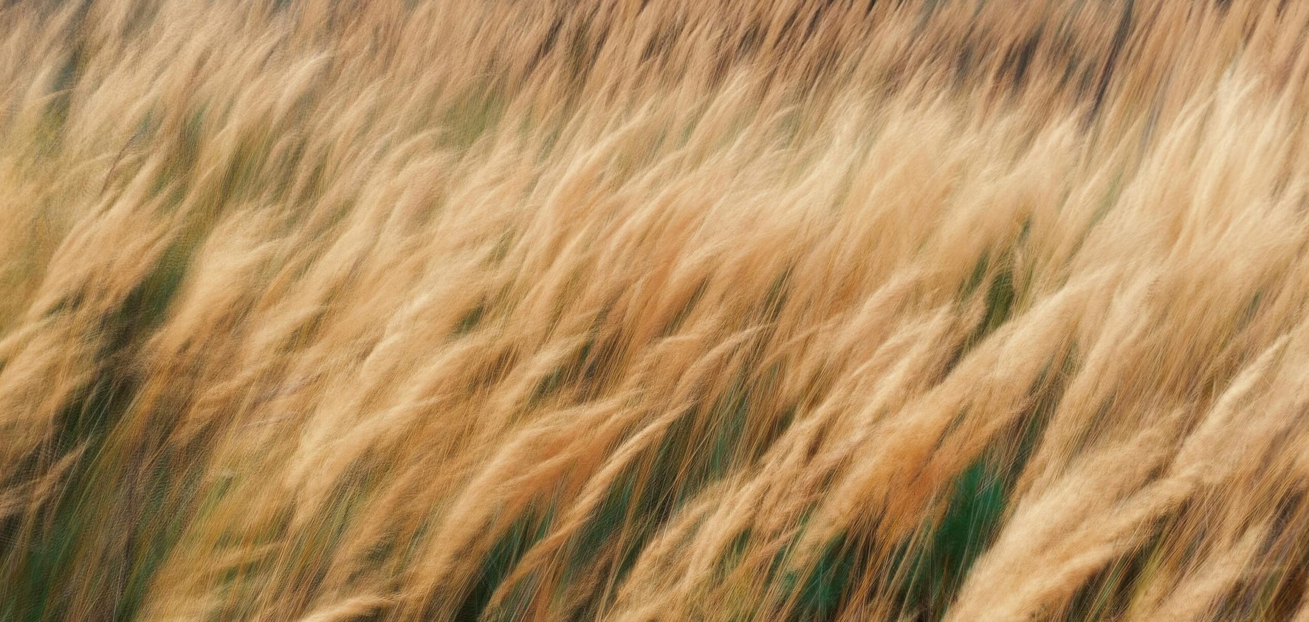 A field of golden grass blowing in the wind, captured with a soft-focus motion blur.