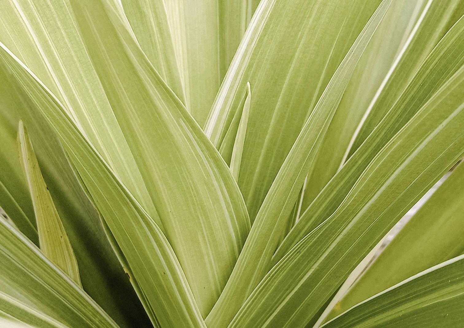 Close-up of long, pointed green leaves with light stripes, radiating outward in a fan-like pattern.