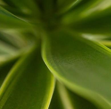 Close-up of green plant leaves with soft focus, showing smooth textures and various shades of green.