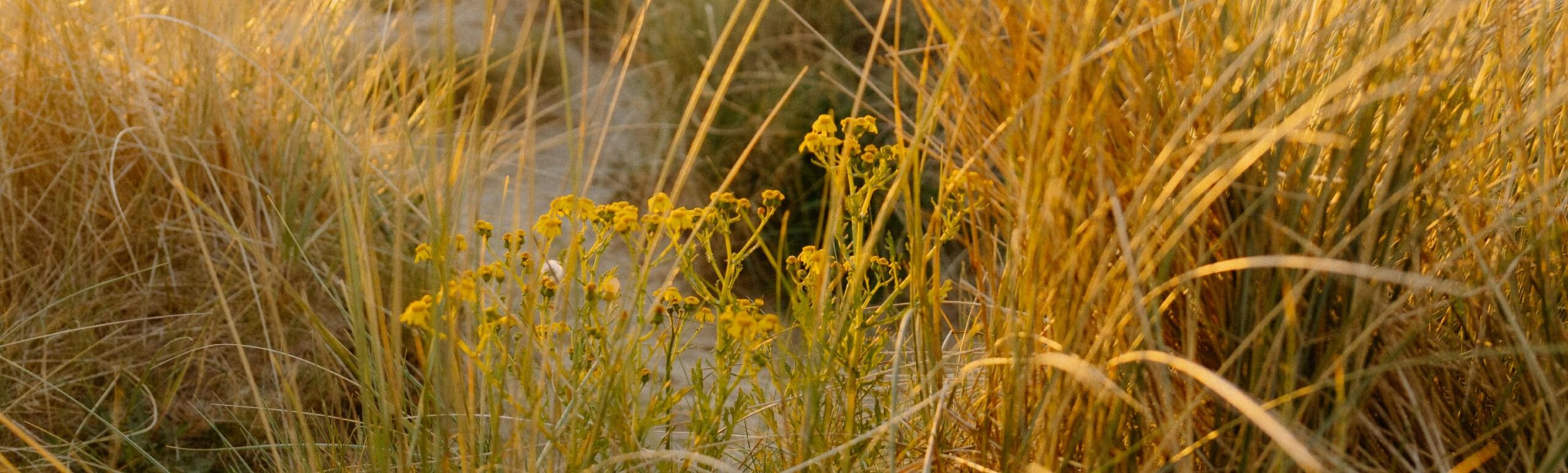 Yellow wildflowers growing among tall, dry grasses with warm sunlight casting a golden glow on the scene.